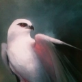 Black Shouldered Kite Resting