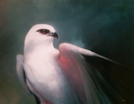 Black Shouldered Kite Resting
