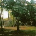 Constable's Pines on Hampstead Heath in summer