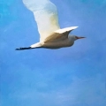 Egret flying west