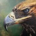 Golden Eagle in Detail
