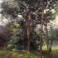 Pines off Whitestone Pond in Summer