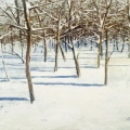 Study of Trees in Winter Snow