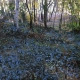 Under a woodland canopy