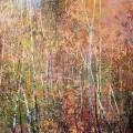Young Birch trees in autumn