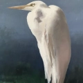 Egret Contemplating