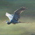 Heron in Late Afternoon Sun