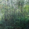 Little Copse