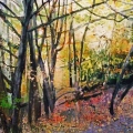 Woods Off the Beaten Track
